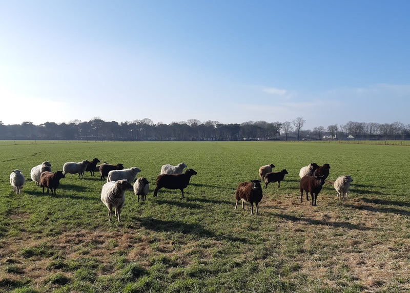 Kraam Elsendorp 100 jaar bestaan