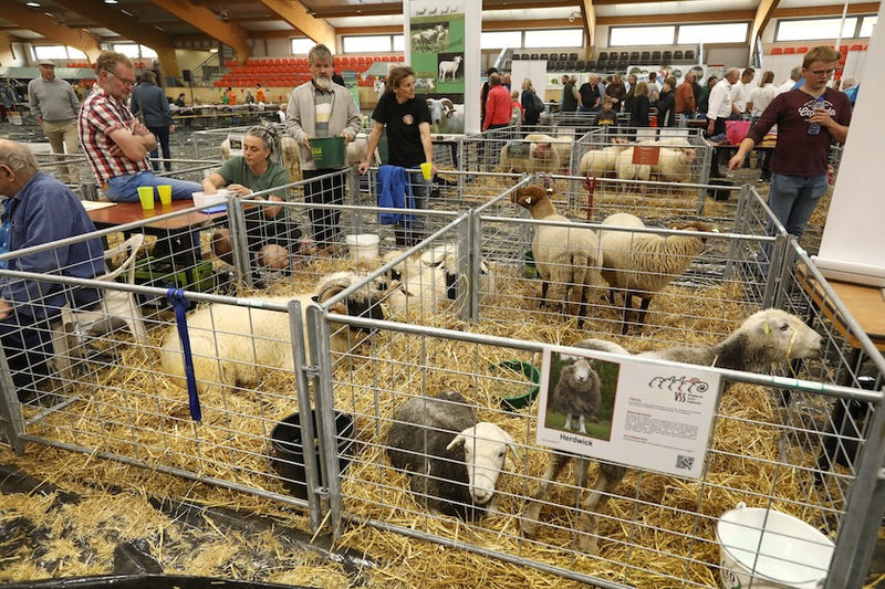Dag van het Schaap